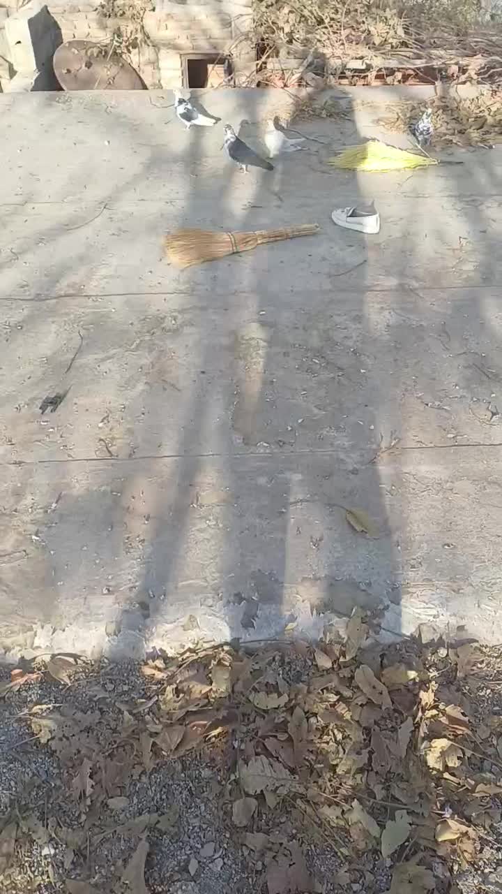 کبوتر|پرنده|لاران, |دیوار