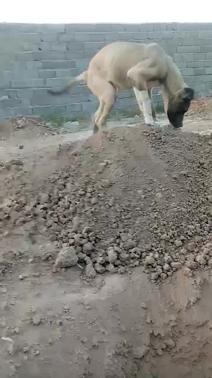 توله سگ سرابی|سگ|پیشوا, |دیوار