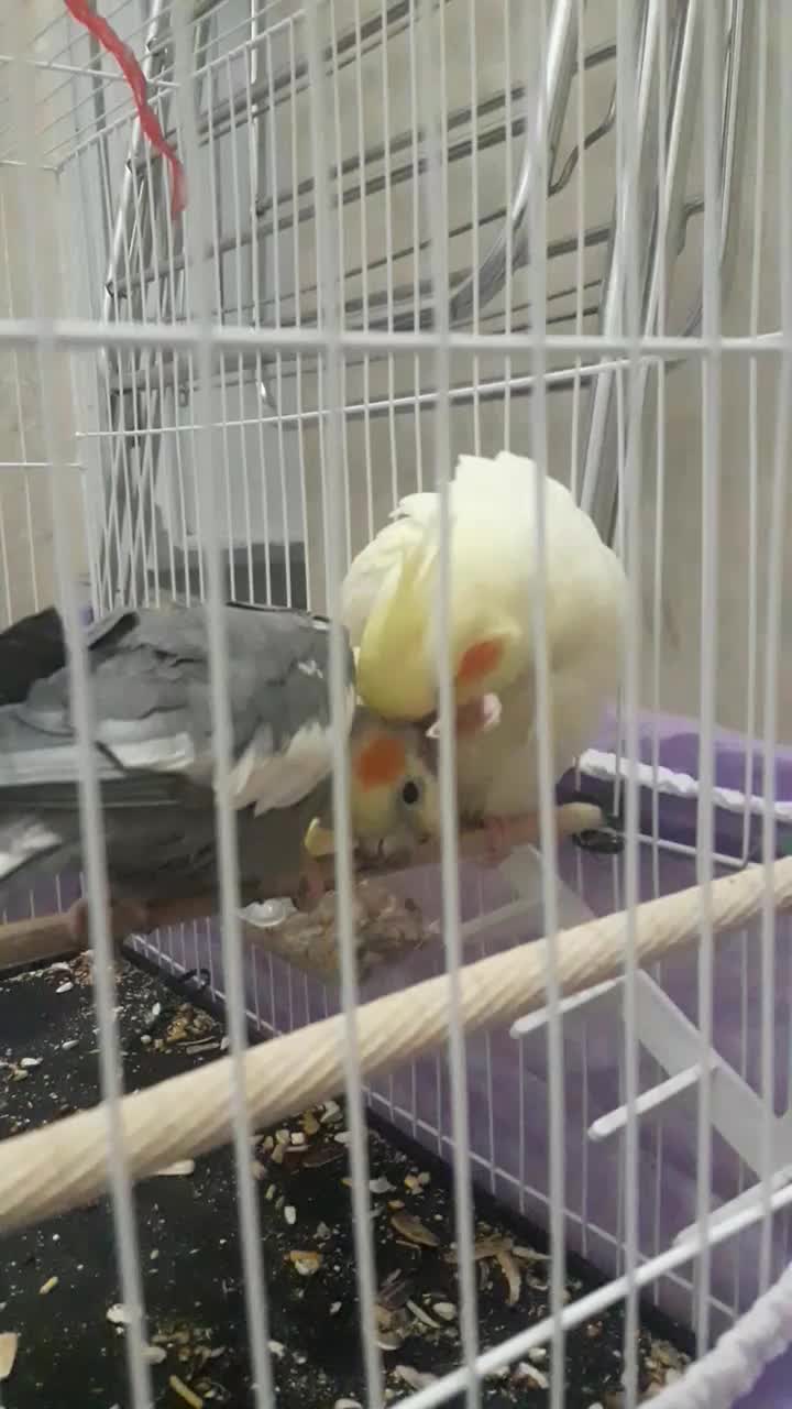 عروس هلندی|پرنده|مشهد, گلشور|دیوار