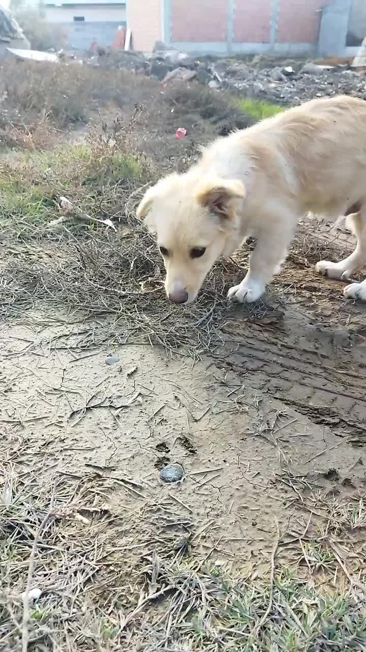 سگ.|سگ|آق قلا, |دیوار