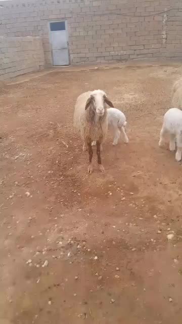 گوسفند مطافیل|حیوانات مزرعه|رامشیر, |دیوار