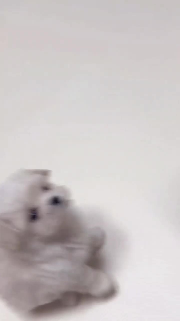 توله سگ اپارتمانی گوگولی جیبی|سگ|تهران, جنت‌آباد جنوبی|دیوار