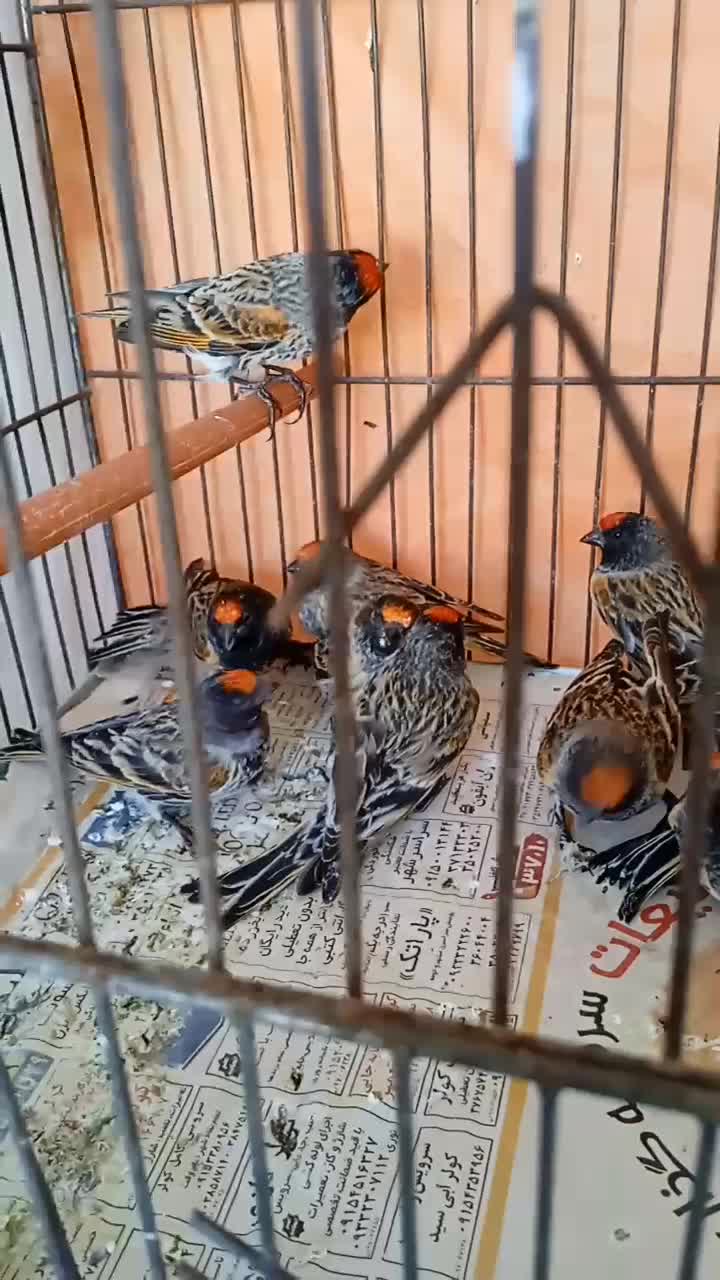 سهره گلبسر۱۰عدد|پرنده|مشهد, پنجتن|دیوار