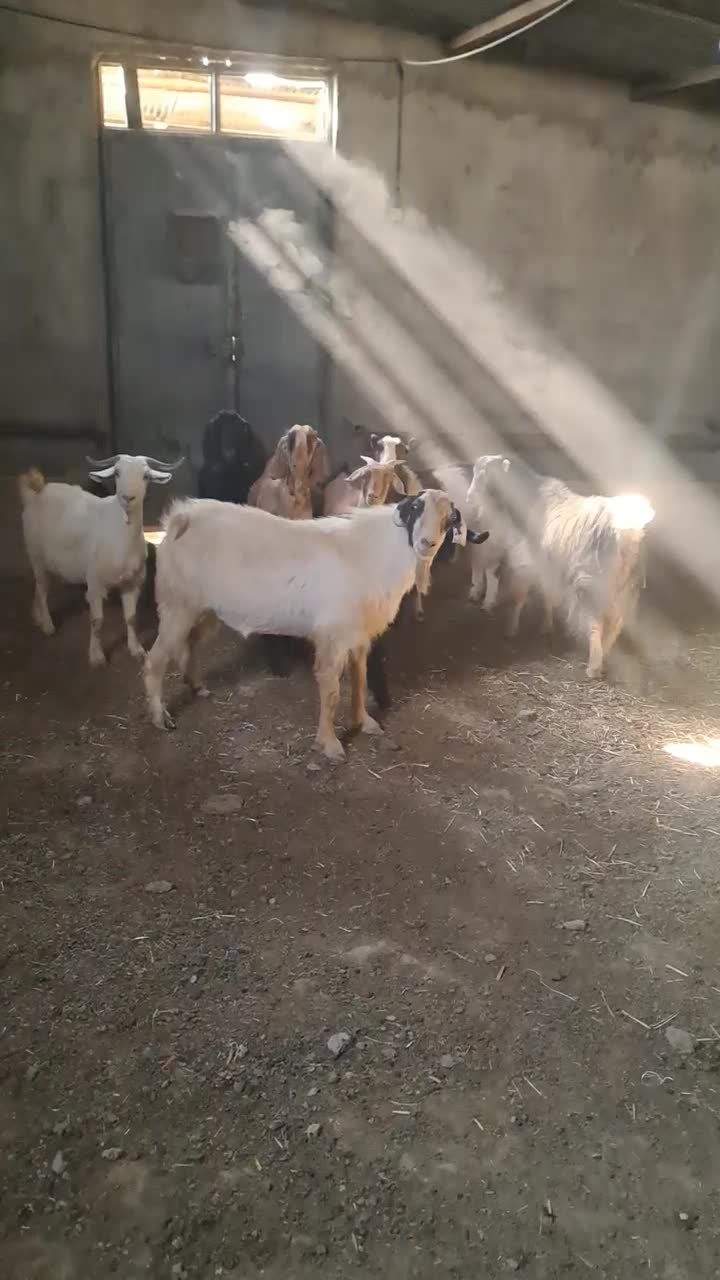 ۷راس بزدرجه یک جوان|حیوانات مزرعه|تنکمان, |دیوار