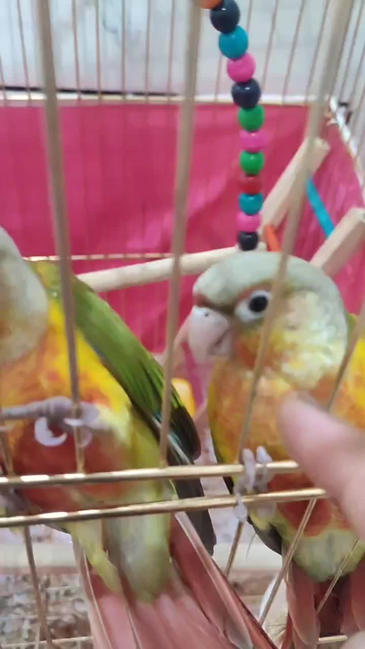 گرینجیک دستی|پرنده|خمینی‌شهر, |دیوار