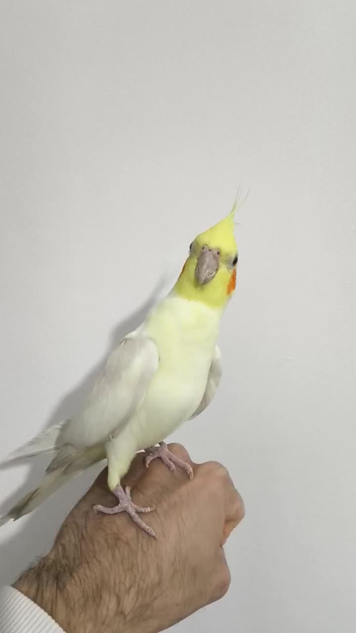 پرنده عروس هلندی (نر)|پرنده|لالجین, |دیوار