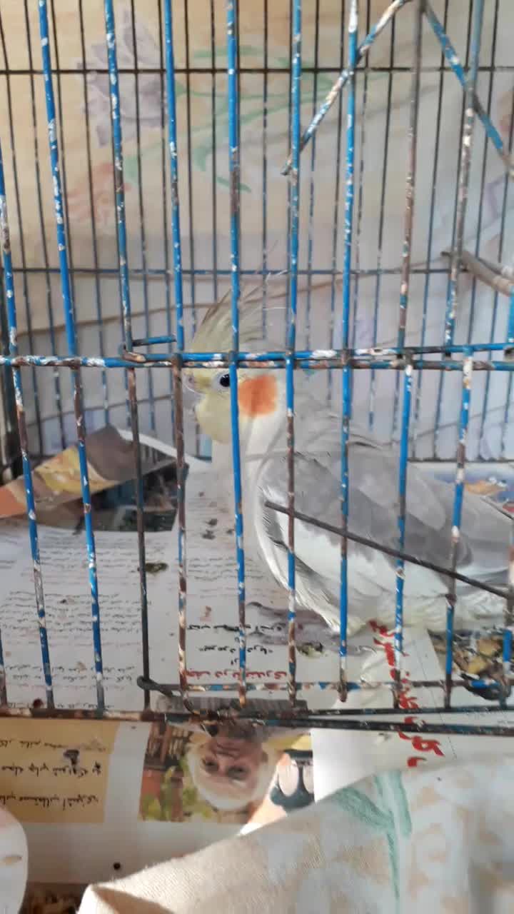 فروش طوطی عروس هلندی ماده|پرنده|رشت, حمیدیان|دیوار