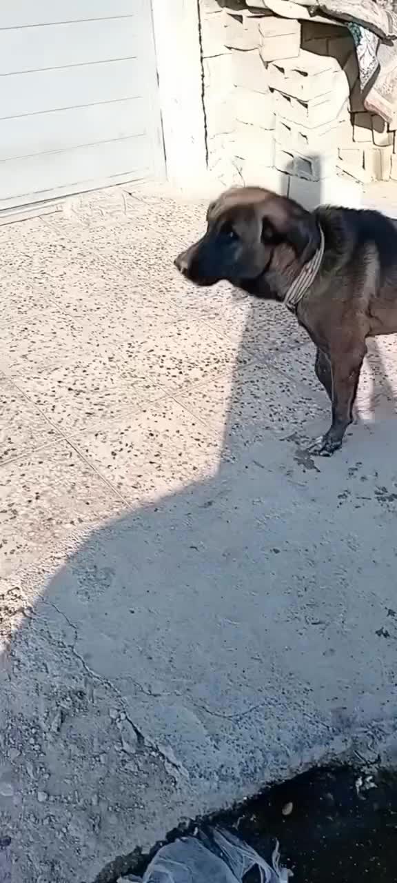 سگ سرابی اصیل|سگ|دهدشت, |دیوار