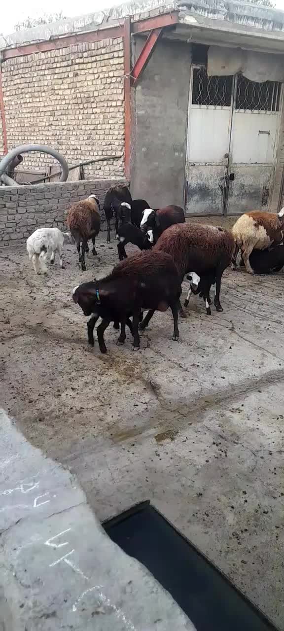 میش بره|حیوانات مزرعه|بروجرد, |دیوار