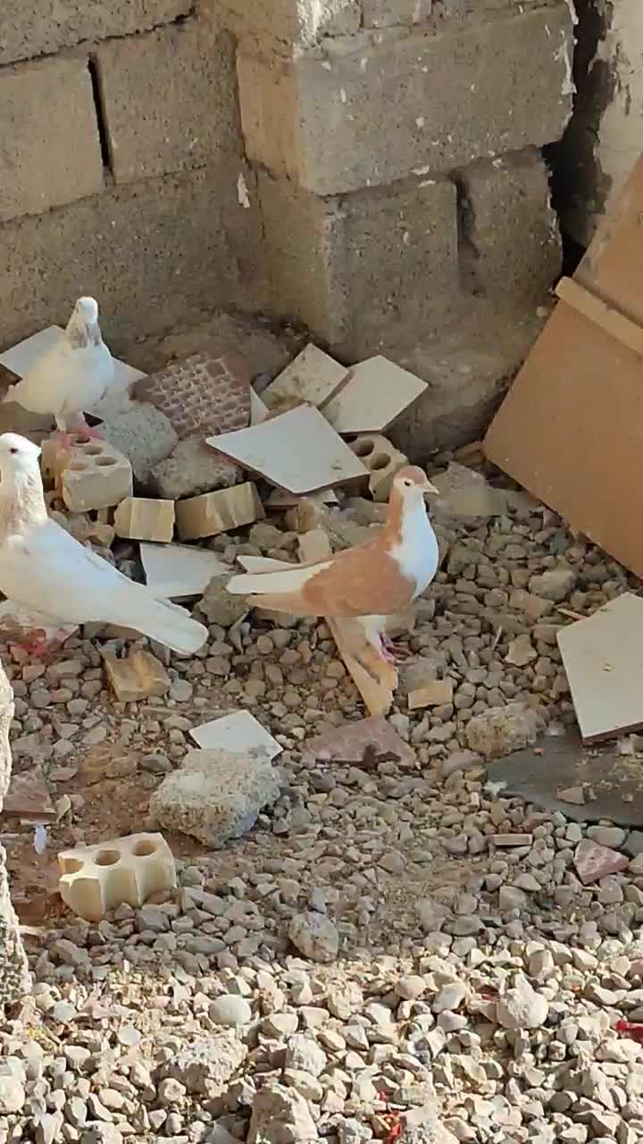 کبوتر|پرنده|بهبهان, |دیوار