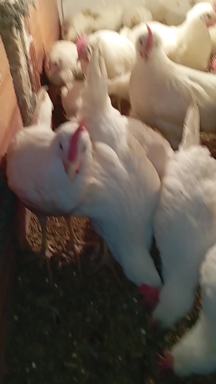 جوجه|حیوانات مزرعه|آق قلا, |دیوار