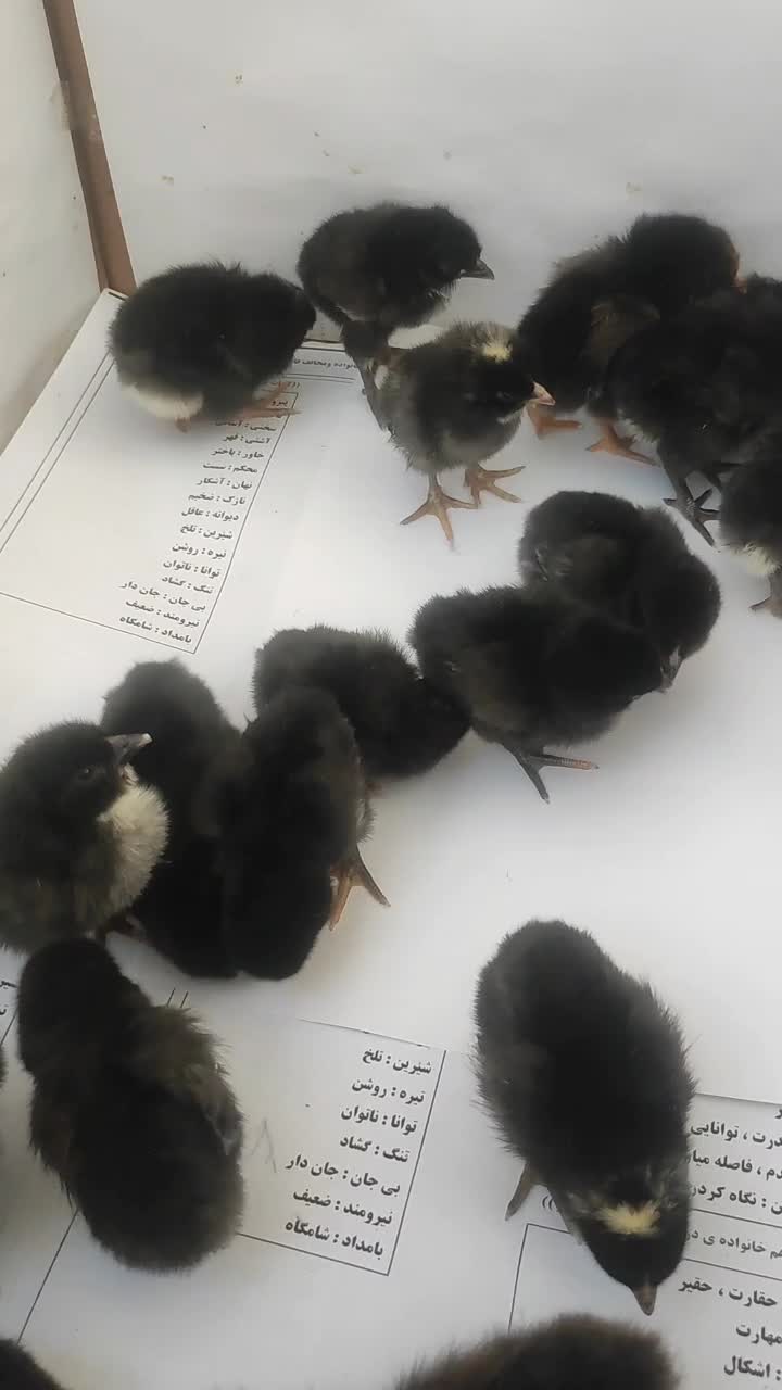 تخم نطفه دار|حیوانات مزرعه|دهگلان, |دیوار