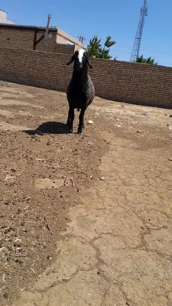 قوچ سیاه شال ۳ساله بشرط همه چی|حیوانات مزرعه|دشتابی, |دیوار