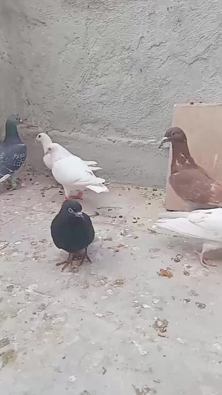 ۷تا کبوتر صید|پرنده|اسفراین, |دیوار