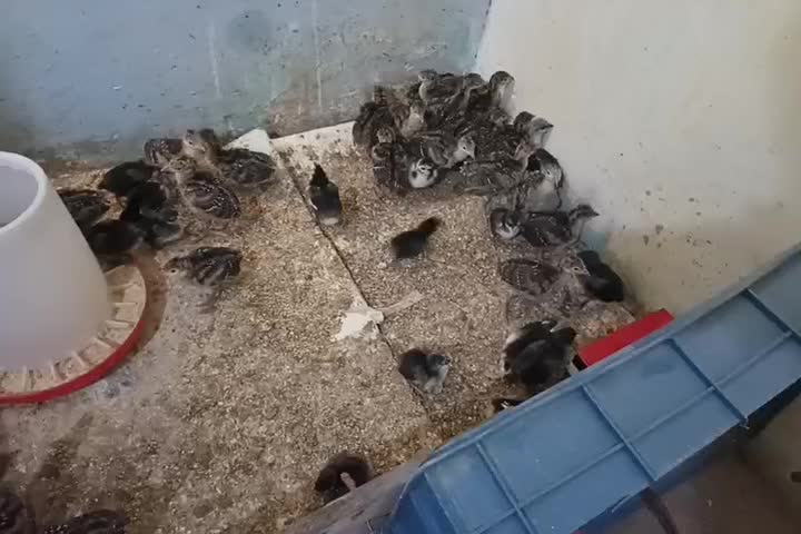 جوجه بوقلمون برنز|حیوانات مزرعه|همدان, |دیوار