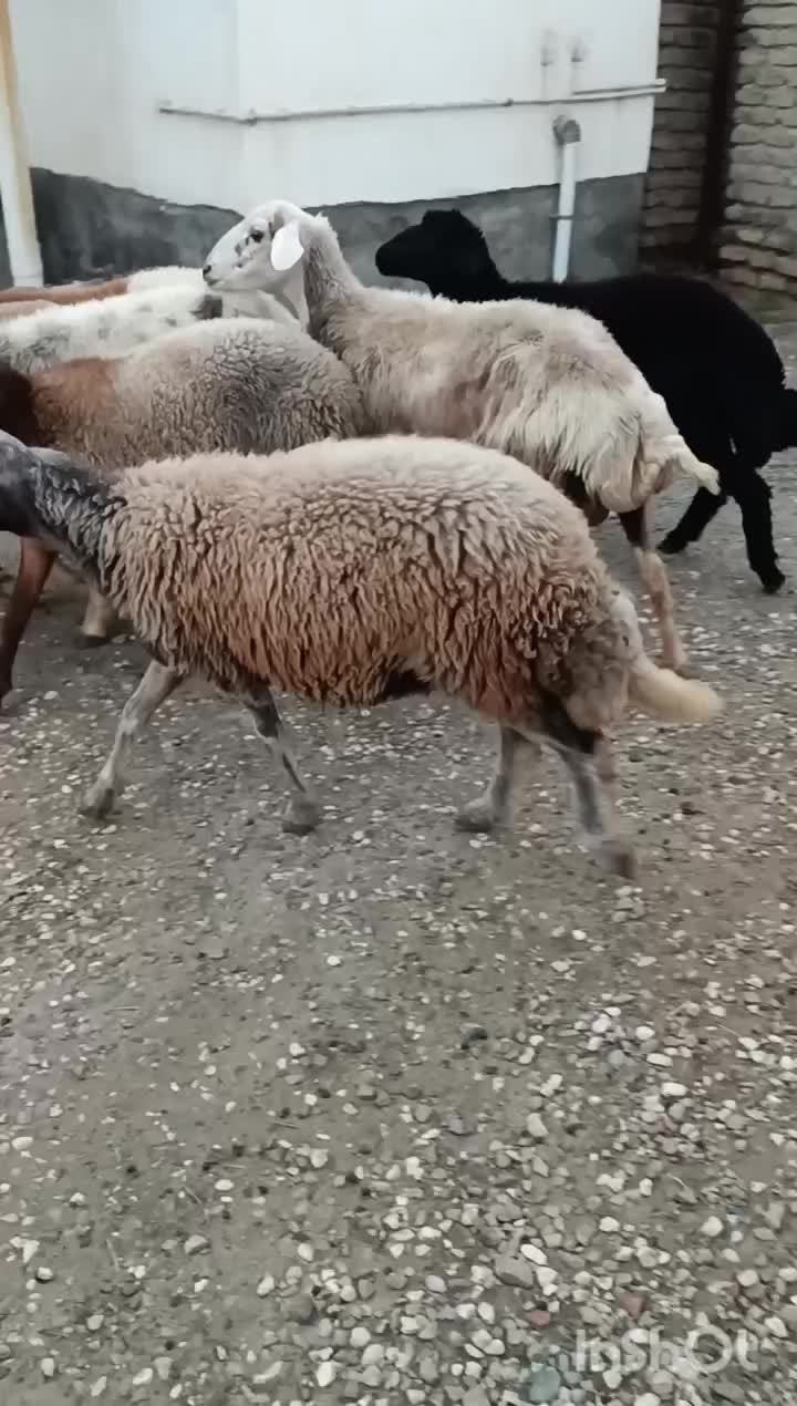 گوسفندتوقلی داشتی درجه۱|حیوانات مزرعه|سیمین شهر, |دیوار