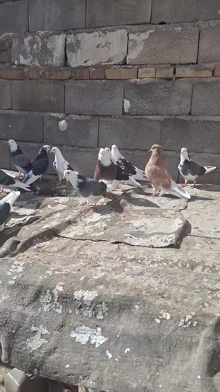 کبوتر  پرشی|پرنده|مهربان, |دیوار