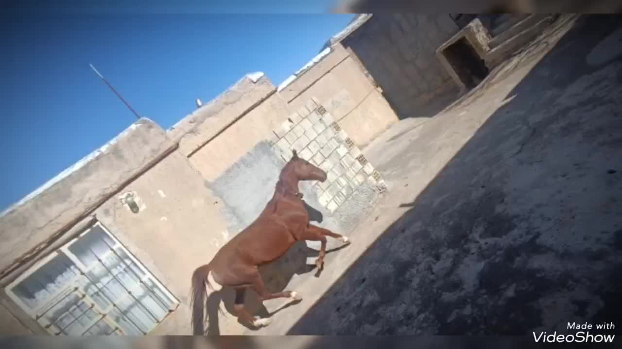 مادیان|اسب و تجهیزات اسب‌سواری|خمین, |دیوار