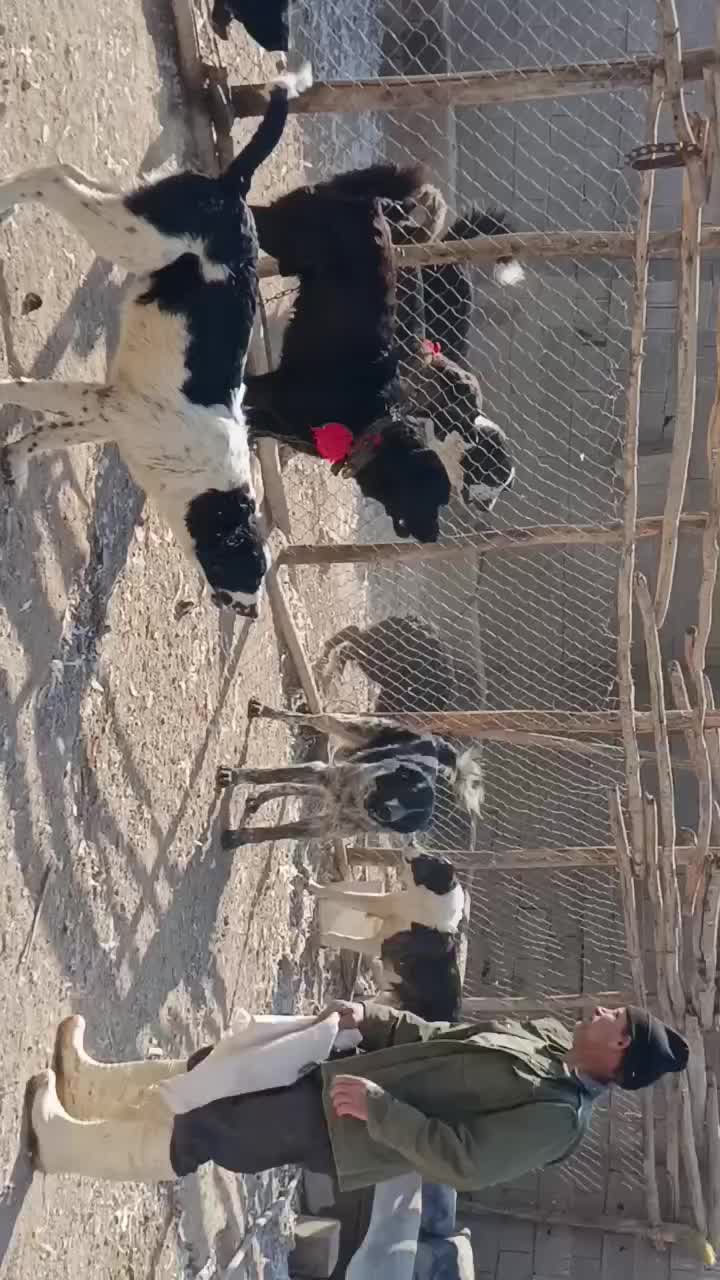 واگذاری سگ نگهبان گله ای همه چی تموم|سگ|پیر بکران, |دیوار