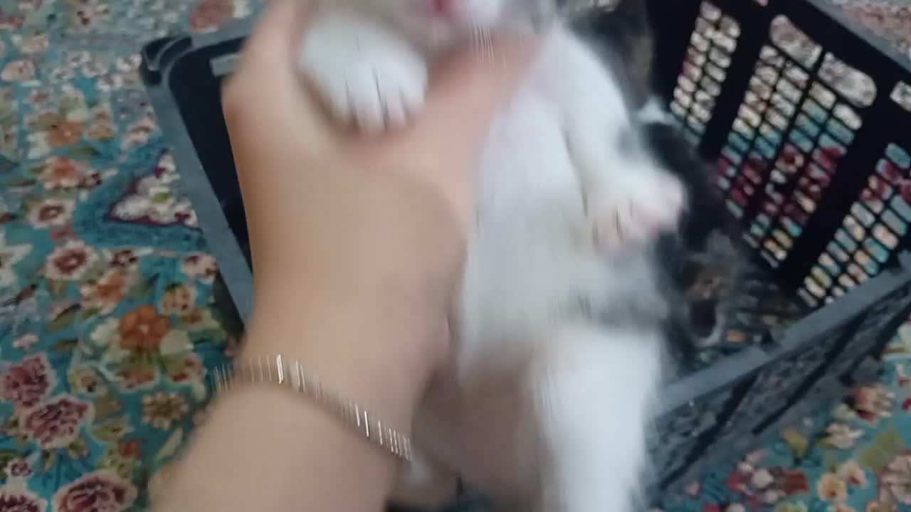 بچه گربه|گربه|زابل, |دیوار