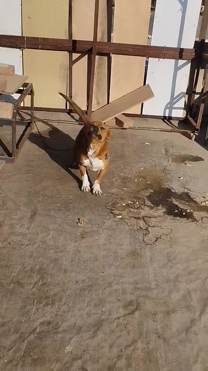 سگ ماده|سگ|بهار, |دیوار