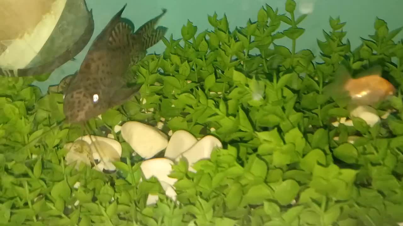 ماهی کت فیش خرگوشی|ماهی|کاشان, لتحر|دیوار