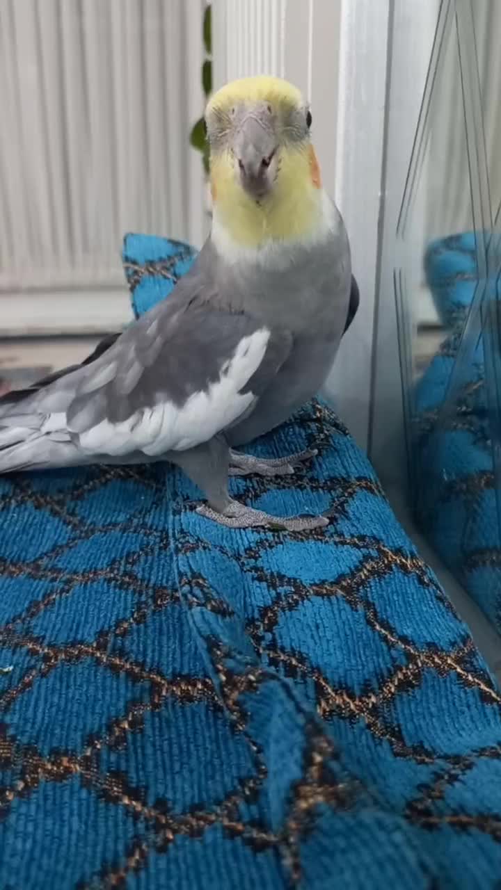 فروش یک جفت عروس هلندی نر و ماده|پرنده|کوهدشت, |دیوار