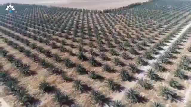 فروش ۲۰ هکتار نخلستان سند ثبتی بین شوشتر اهواز|فروش دفتر صنعتی، کشاورزی، تجاری|اهواز, ملاشیه|دیوار