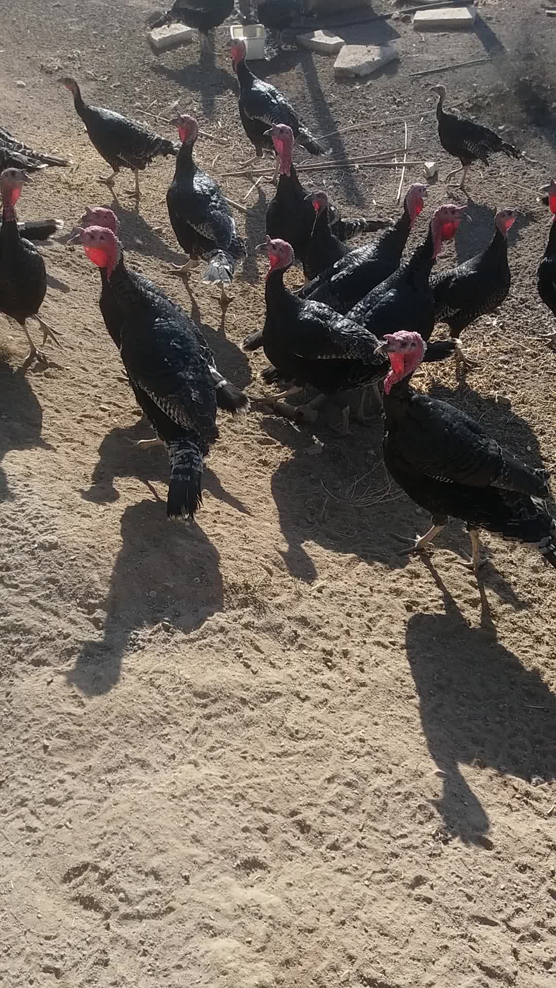 بوقلمون|حیوانات مزرعه|ساوه, |دیوار