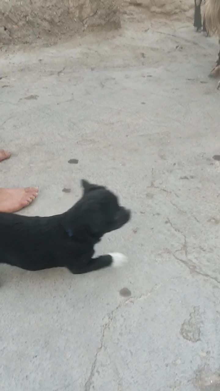 واگذاری سگ اشپتز|سگ|خفر, |دیوار