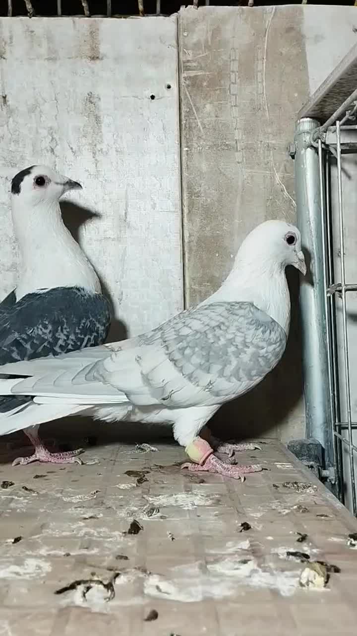 کبوتر کویتی|پرنده|سرایان, |دیوار