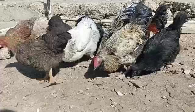 مرغ واروک|حیوانات مزرعه|مسجد سلیمان, |دیوار