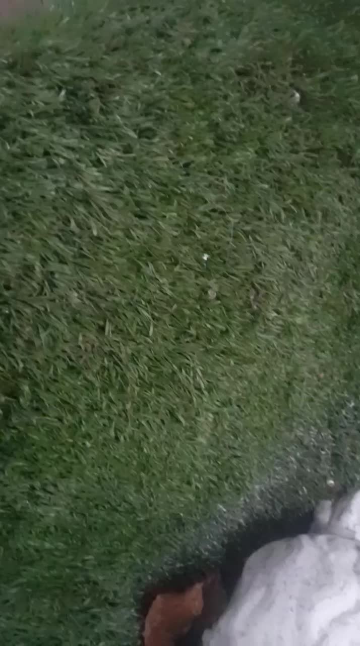 چمن ورزشی رمان چمن|عمدهفروشی|ماسال, |دیوار