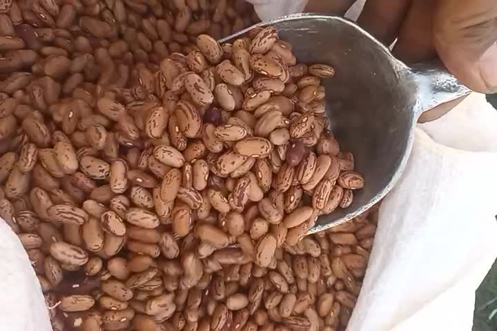 لوبیا چیتی|عمده‌فروشی|پرند, فاز ۶|دیوار