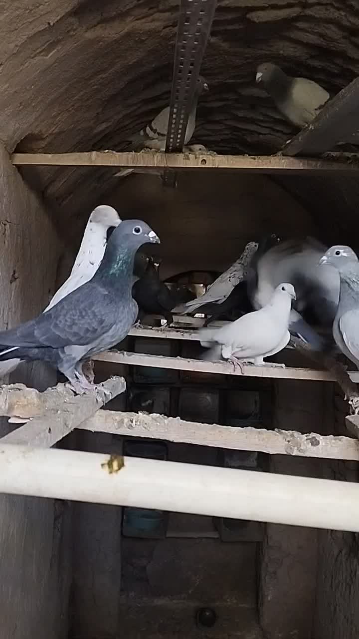 کبوتر پرشی|پرنده|مود, |دیوار