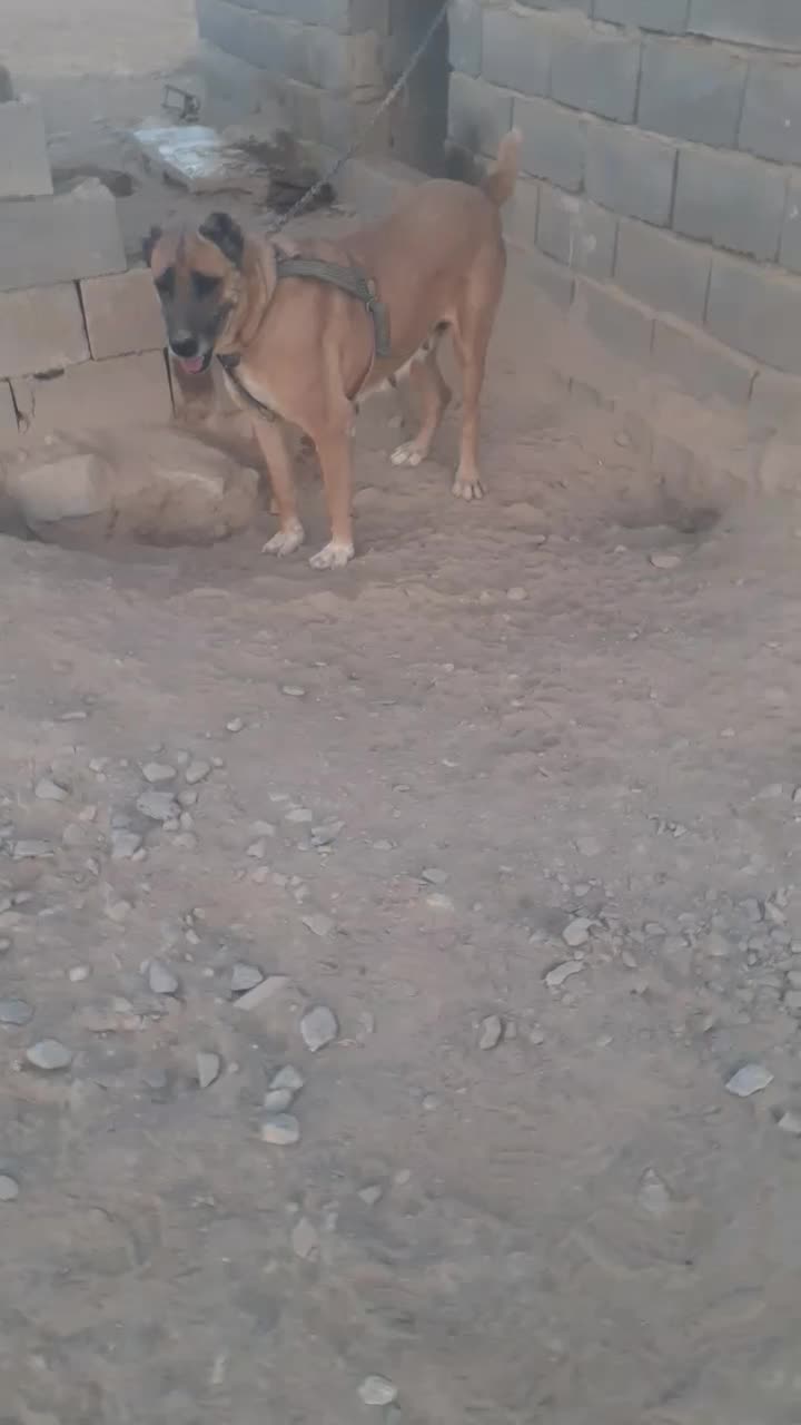 سگ گلگی|سگ|قائن, |دیوار