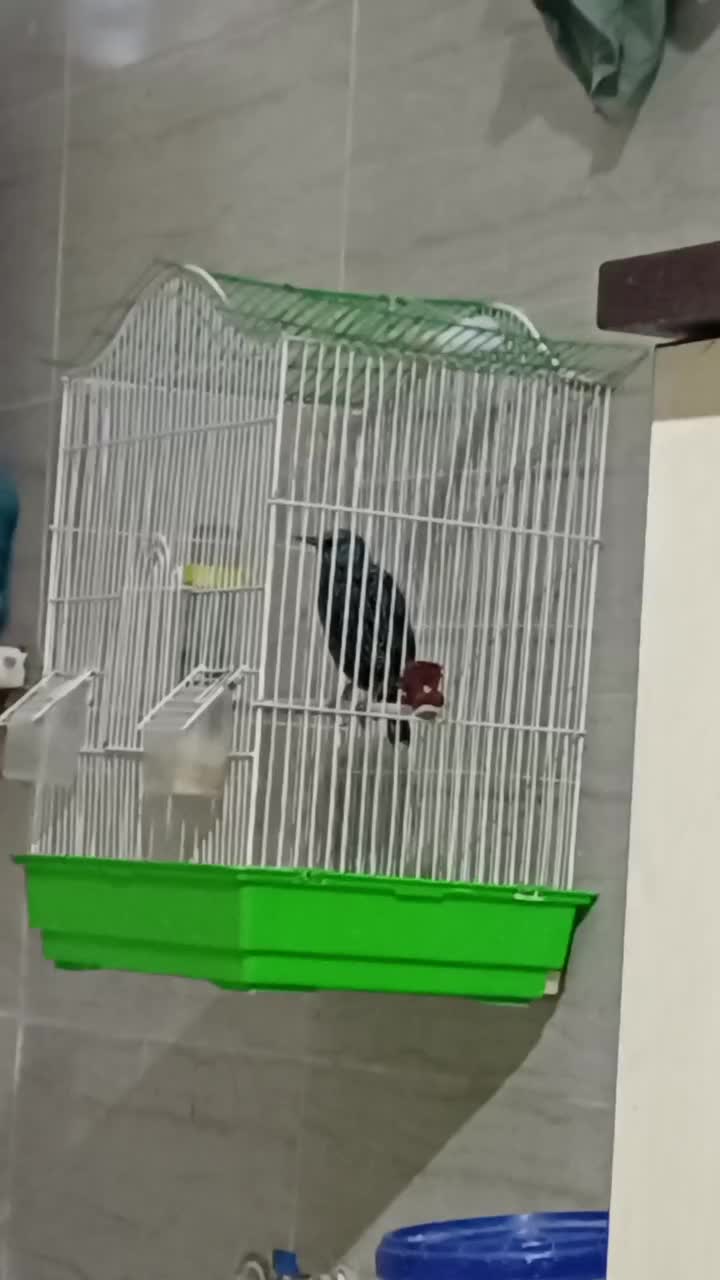 سهره خال خالی|پرنده|اهواز, کیانشهر|دیوار