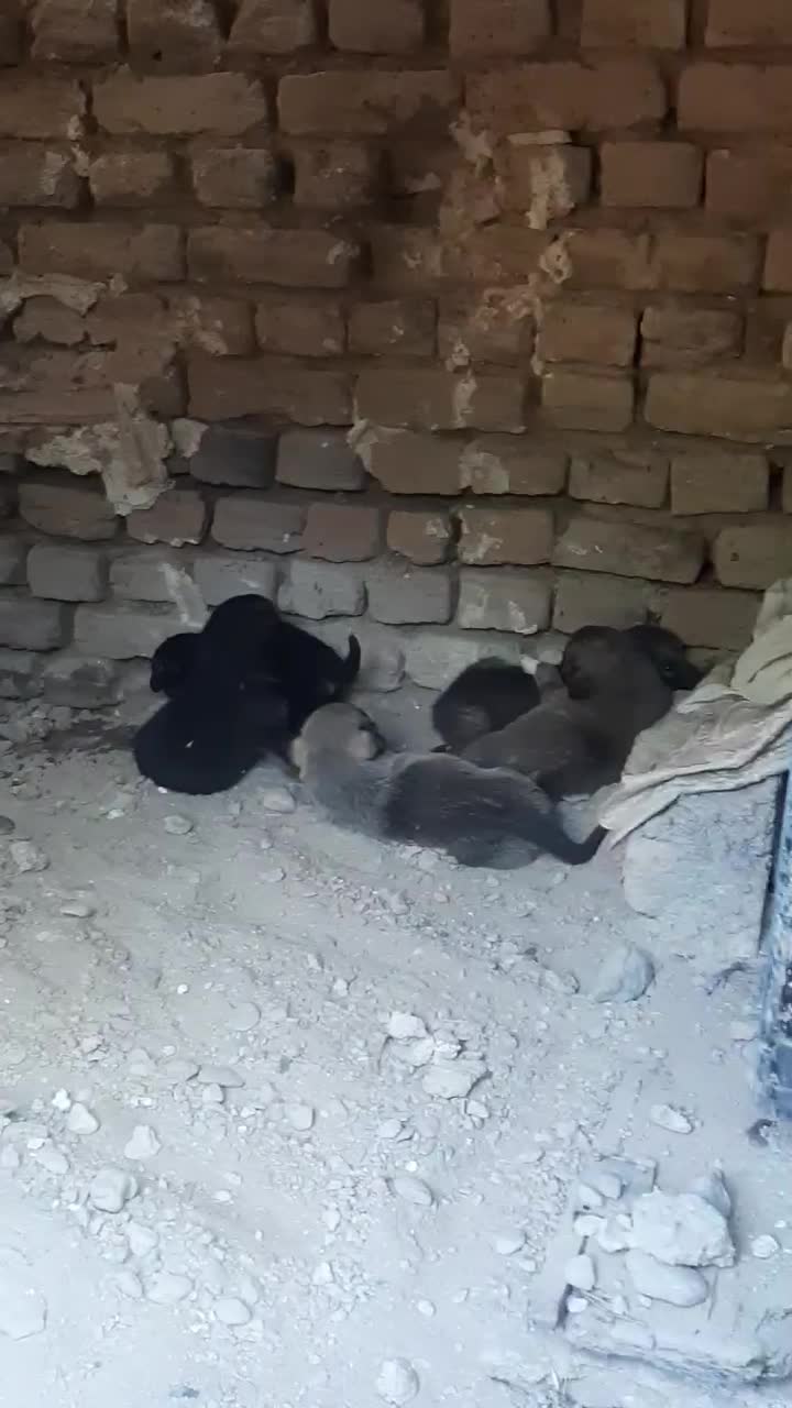 پژدر|سگ|نهاوند, |دیوار