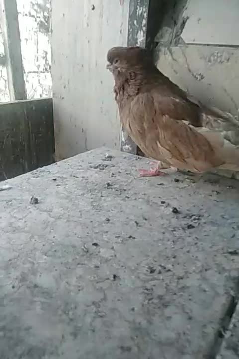 کبوتر نوک قنار زرد|پرنده|شهریار, شهریار|دیوار