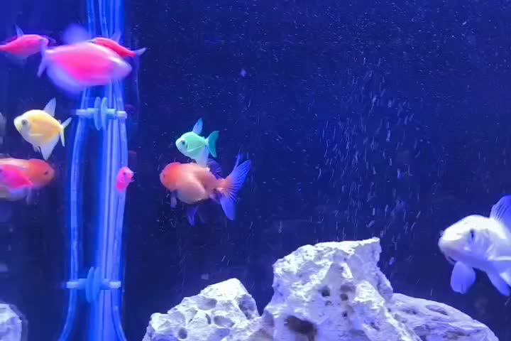 ماهی|ماهی|اصفهان, ملکشهر|دیوار