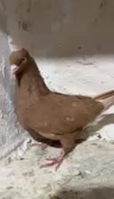 ماده زرد دم سفید|پرنده|فسا, |دیوار