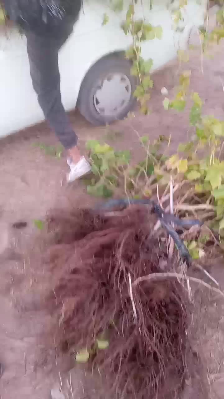 نهال انگور دوساله میخوای زنگ بزن|خدمات باغبانی و درختکاری|خرمدشت, |دیوار