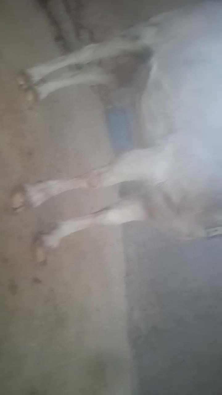 بز سانن دو دندان|حیوانات مزرعه|باخزر, |دیوار