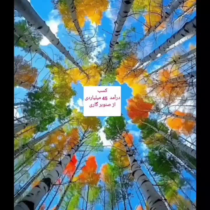 فروش نهال صنوبر اصلاح شده نیگرا ترکیه|خدمات باغبانی و درختکاری|فریدونشهر, |دیوار