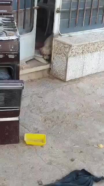 میتو خانم مهربون و خوش قلب|سگ|اصفهان, پارک مشتاق|دیوار