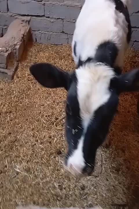 گوسالهنر|حیوانات مزرعه|زهک, |دیوار