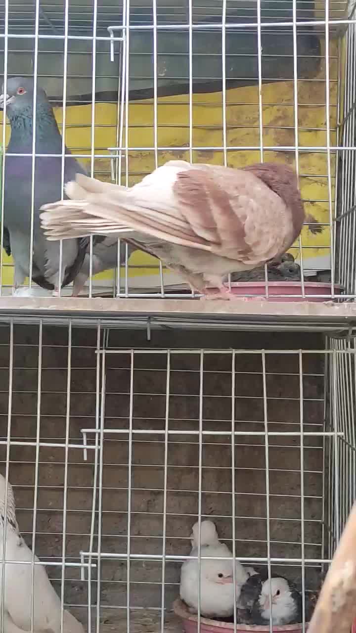 نر پیس|پرنده|فولادشهر, سایت صنعتی کاوه|دیوار