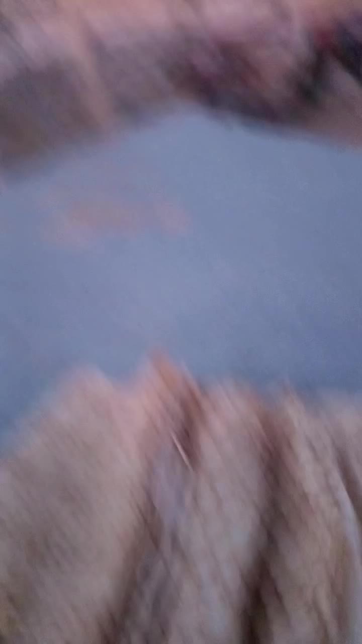 2تاتوله قدرجانی|سگ|کرانی, |دیوار