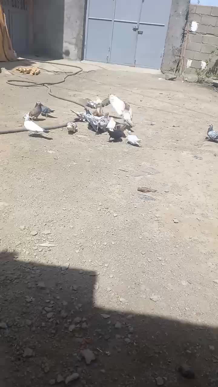 کفتر|پرنده|تویسرکان, |دیوار