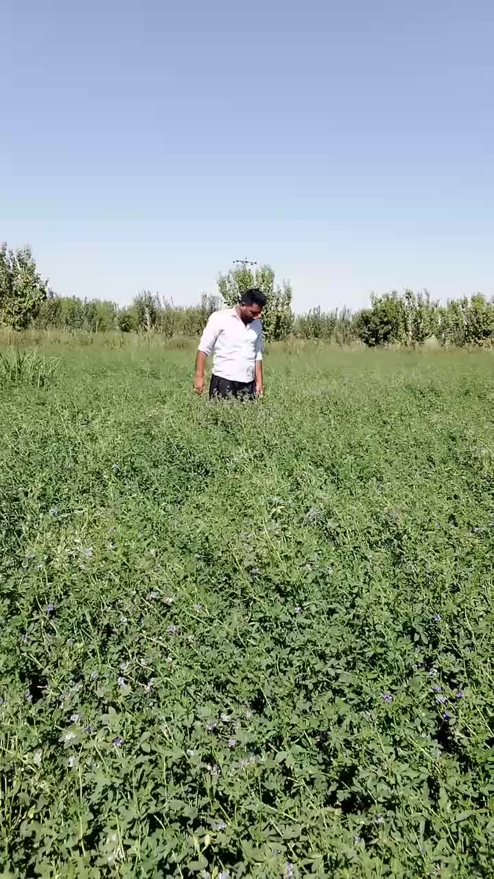 بذر قره یونجه آذربایجان|خدمات باغبانی و درختکاری|تهران, آبشار|دیوار